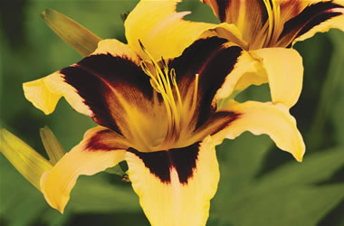 Daylilies Wild Horses