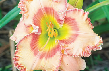 Daylilies Sense of Wonder