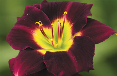 Daylilies Crayola Violet