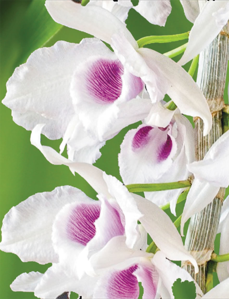 Dendrobium Superbum