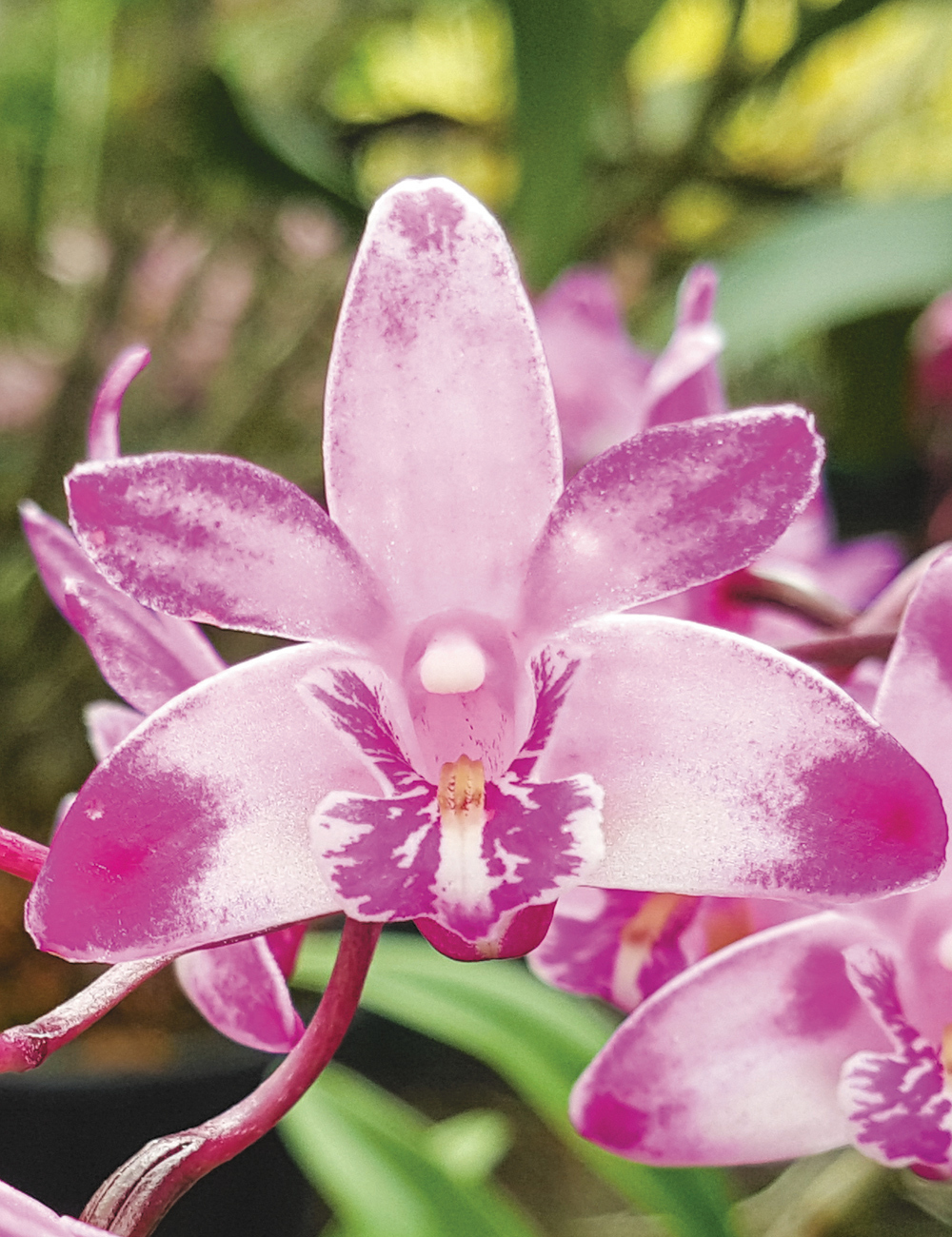 Dendrobium Orchid 'Amethyst'