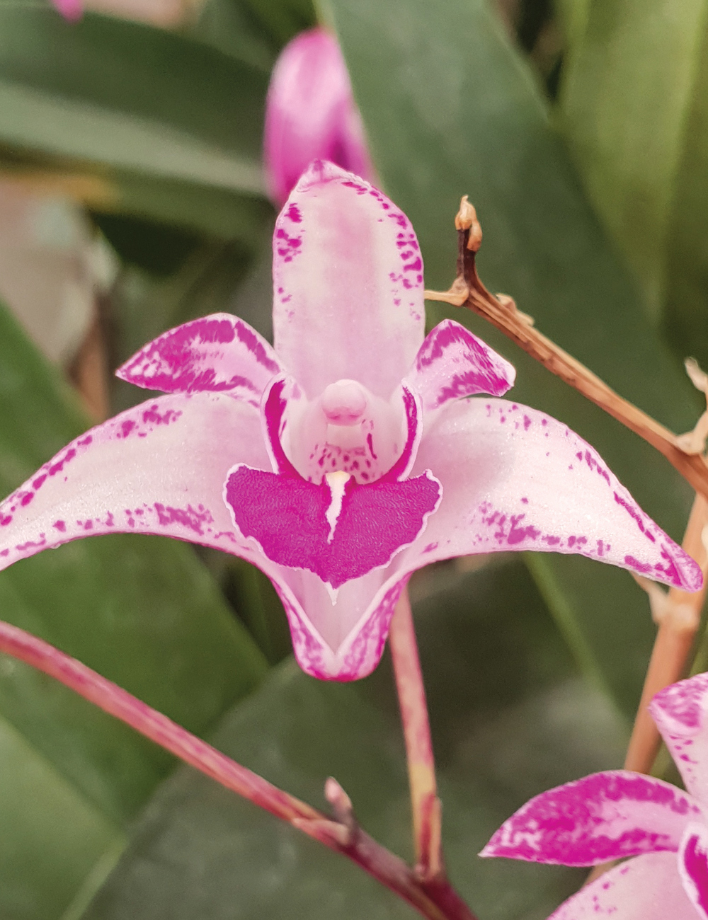 Dendrobium Rutherford 'Blushing Bride' Seedling