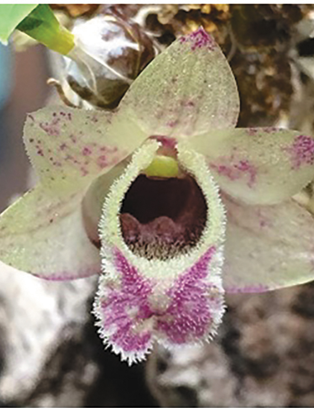 Hekou Dendrobium Orchid