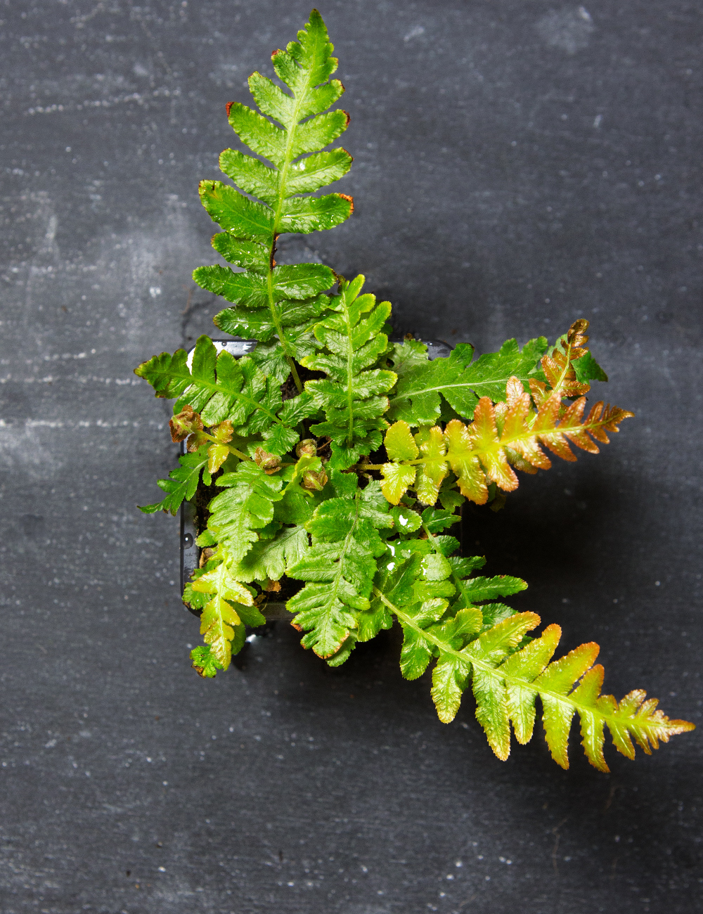 Rasp Fern