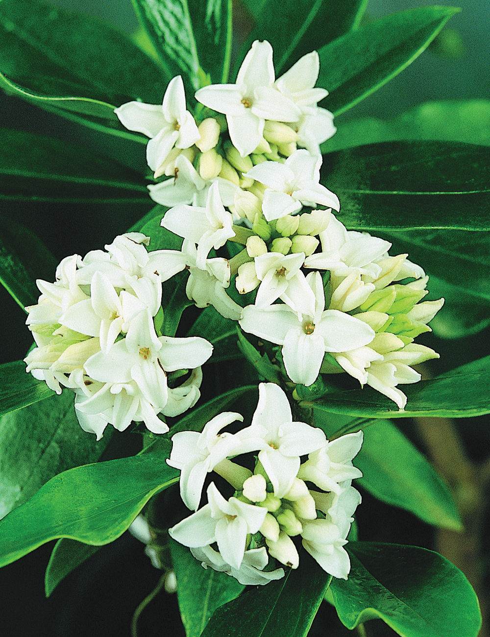 Daphne 'Star White'