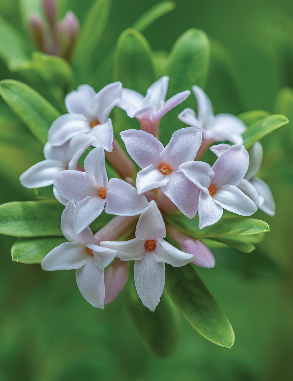 Daphne 'Eternal Fragrance'