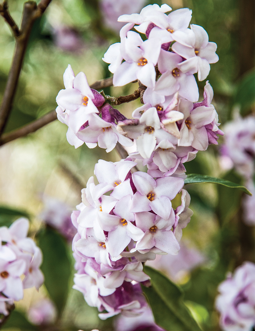 Daphne 'Perfume Princess'