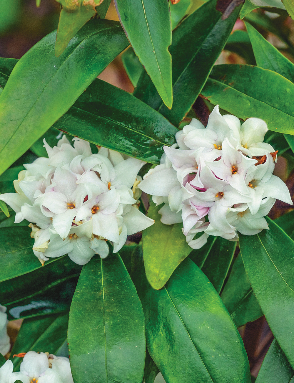 Daphne 'Perfume Princess White'