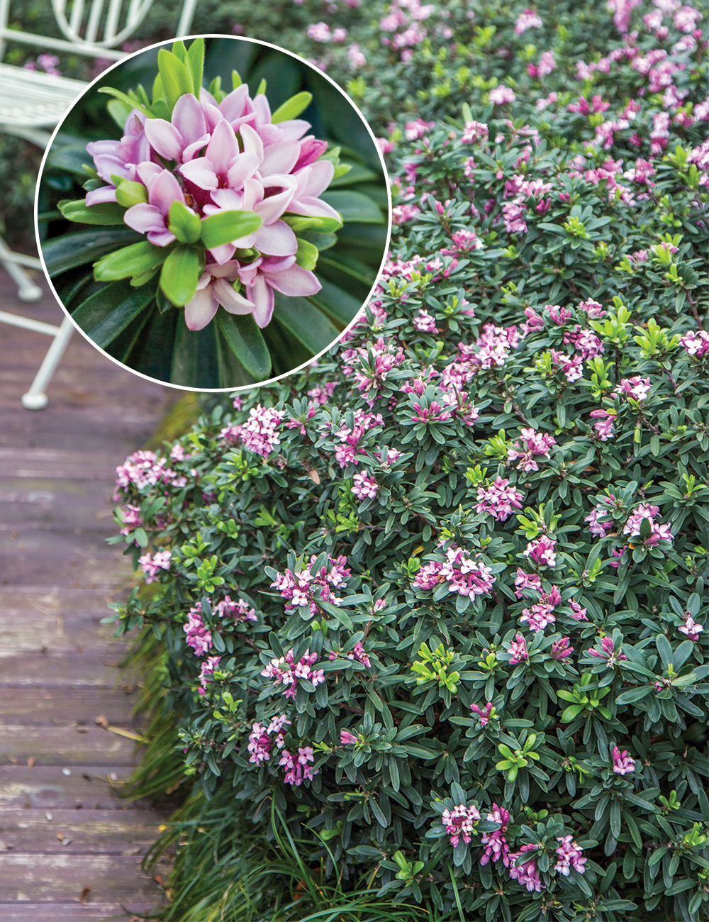 Daphne 'Spring Pink Eternal Fragrance'