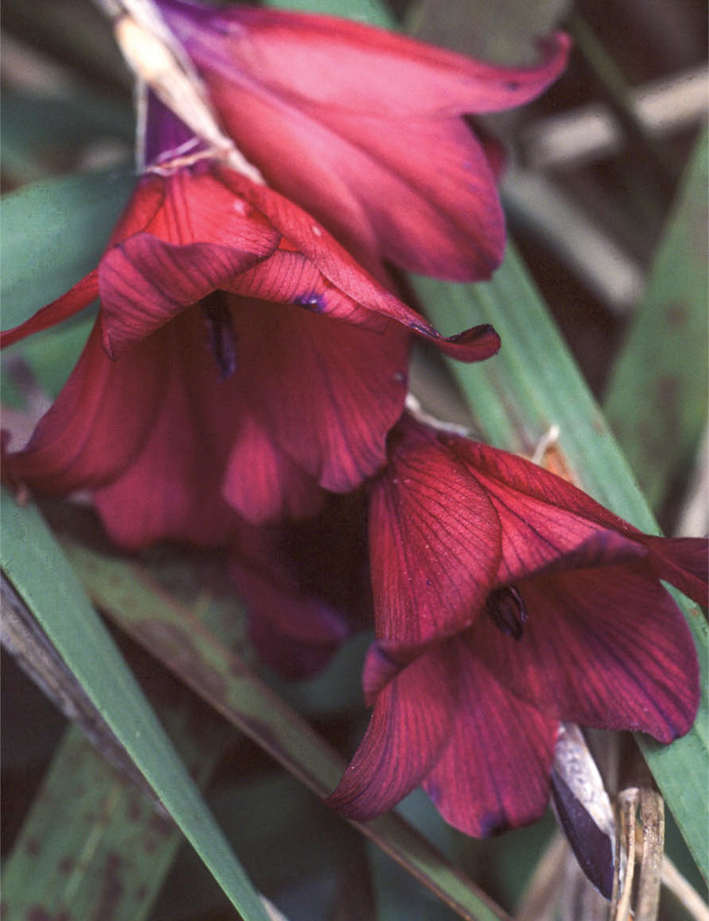 Angel's Fishing Rod 'Zulu Burgundy Wine'