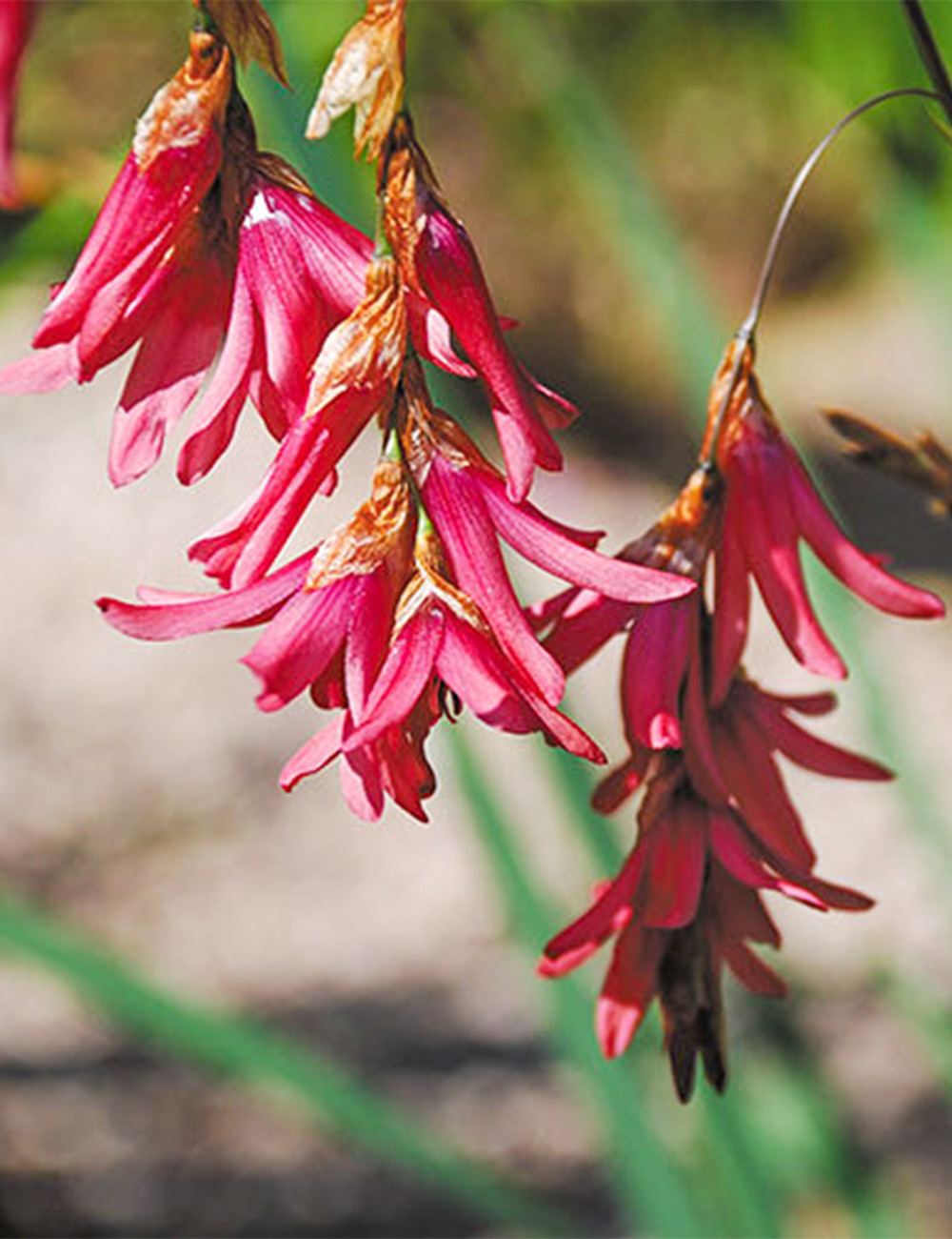 Fiery Fairy Bells