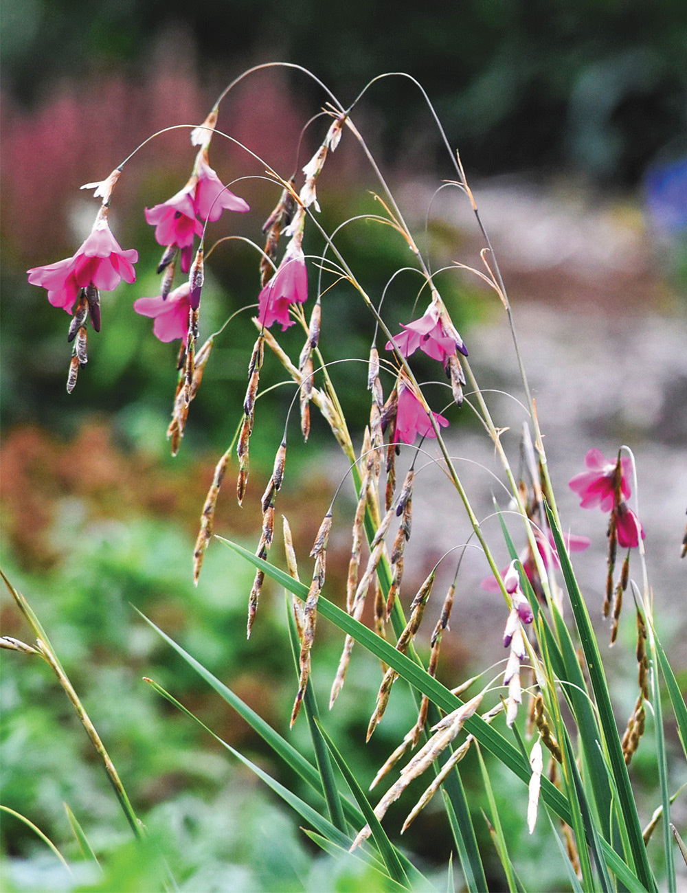 Fairy Bells