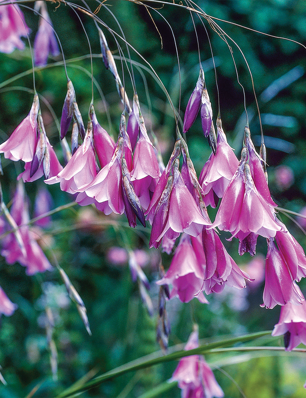 Fairy Bells 'Blue'