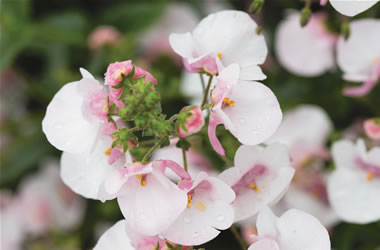 Diascia Piccadilly Apple Blossom