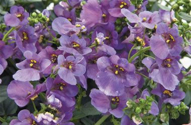 Diascia Piccadilly Denim Blue