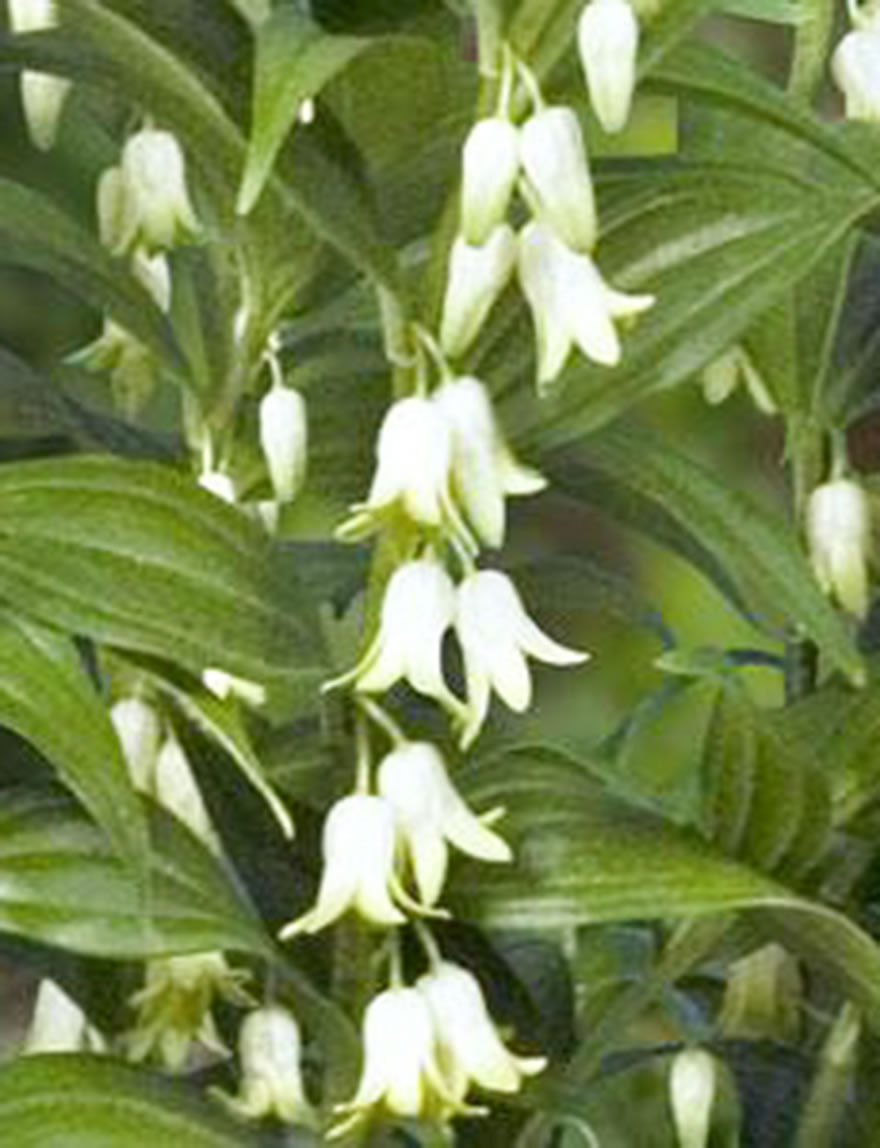 Disporum Green Giant