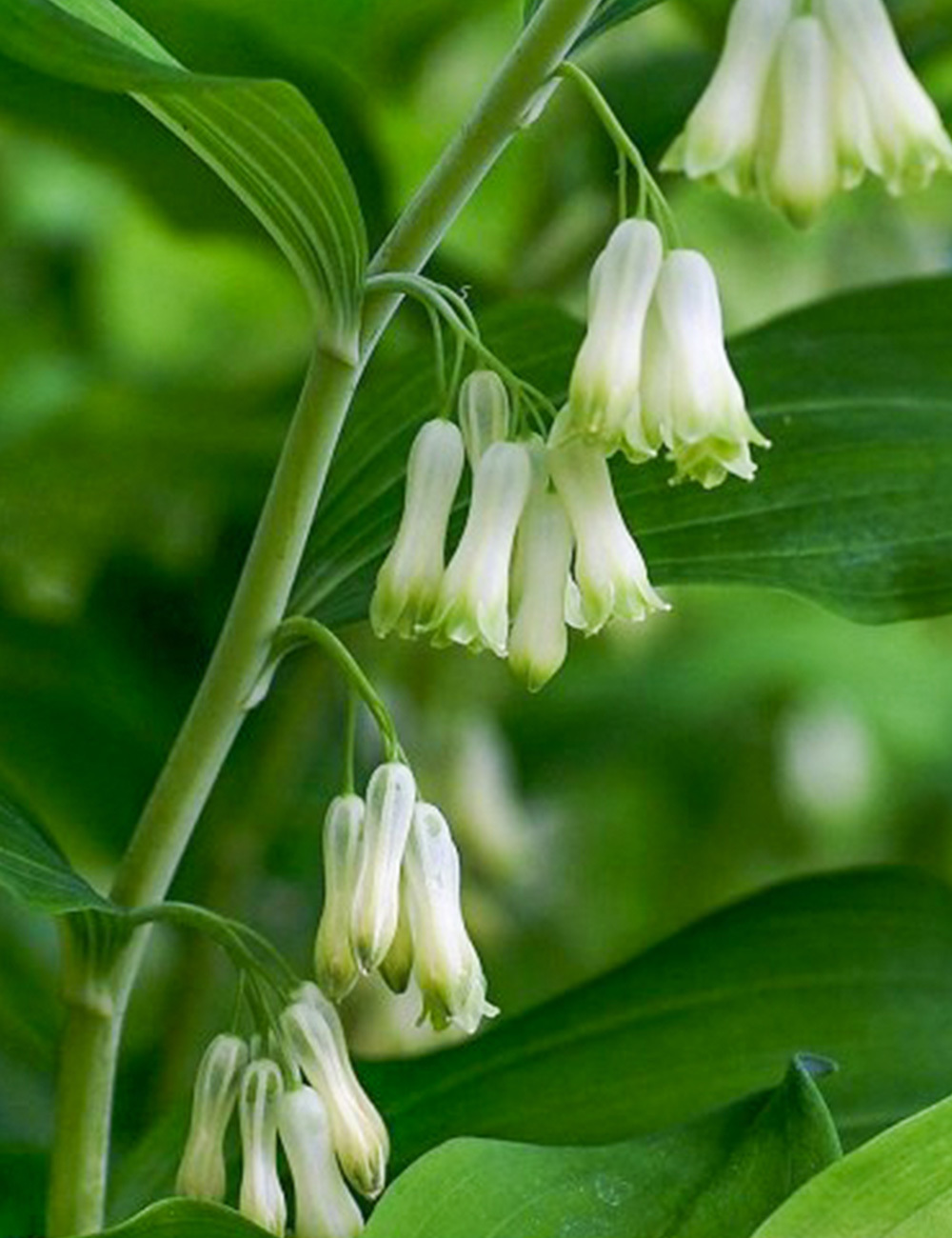 Chinese Evergreen Solomon's Seal