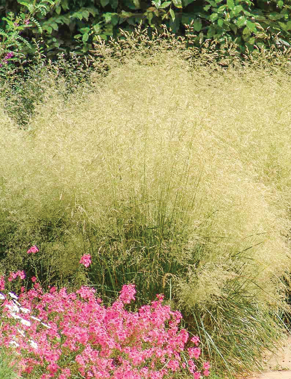 Tufted Hair Grass