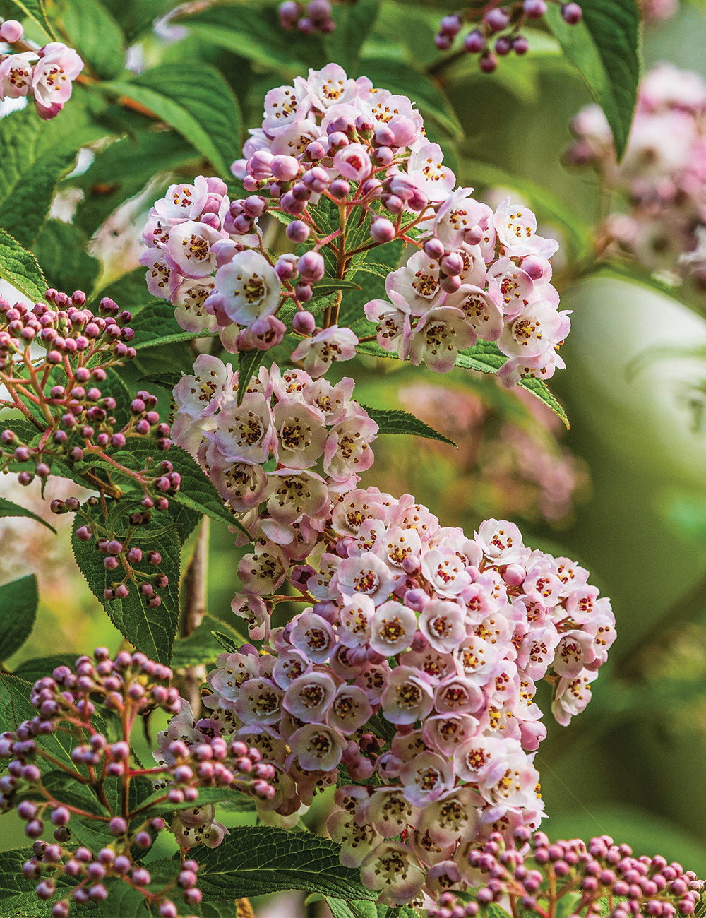 Deutzia 'Lavender Time'