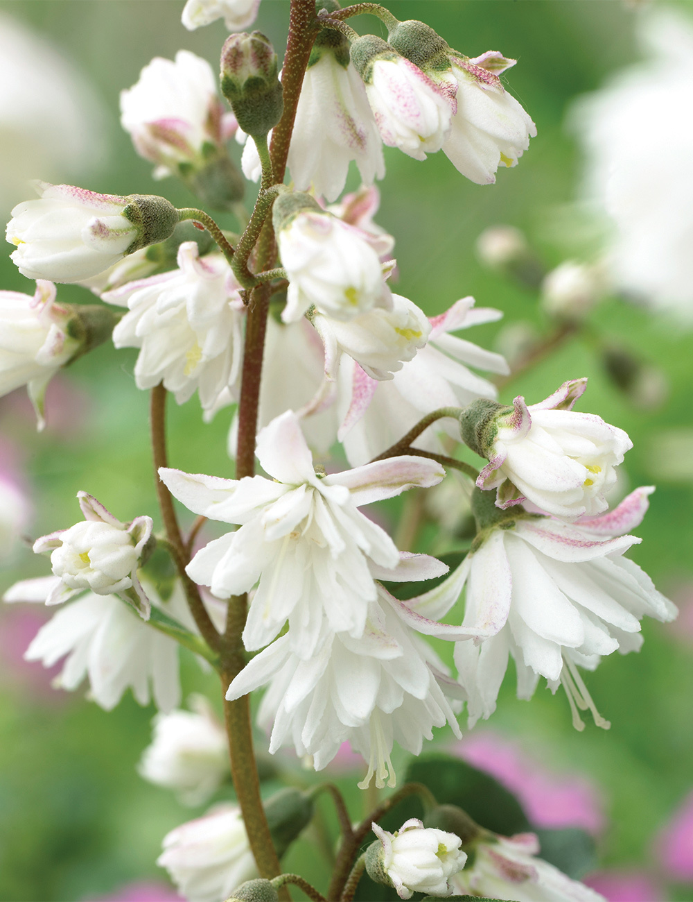 Deutzia 'Candidissima'