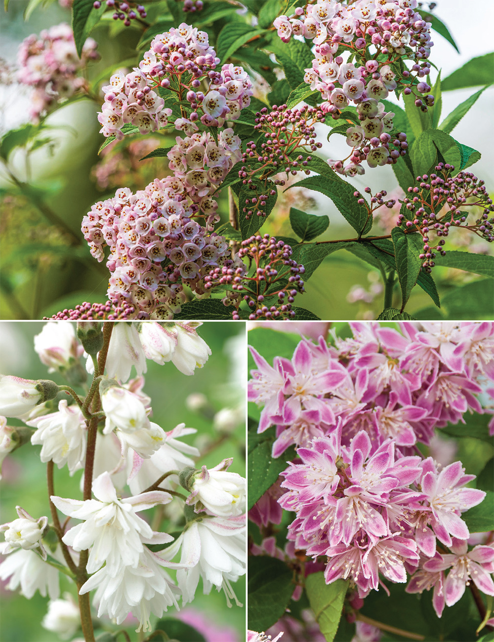 Deutzia (reduced) Collection