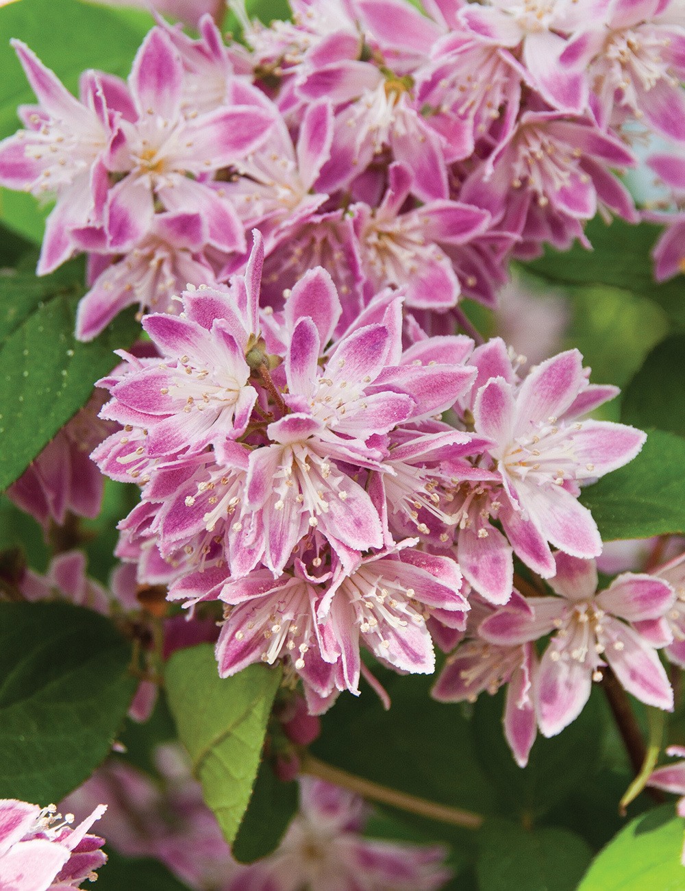 Deutzia 'Magicien'