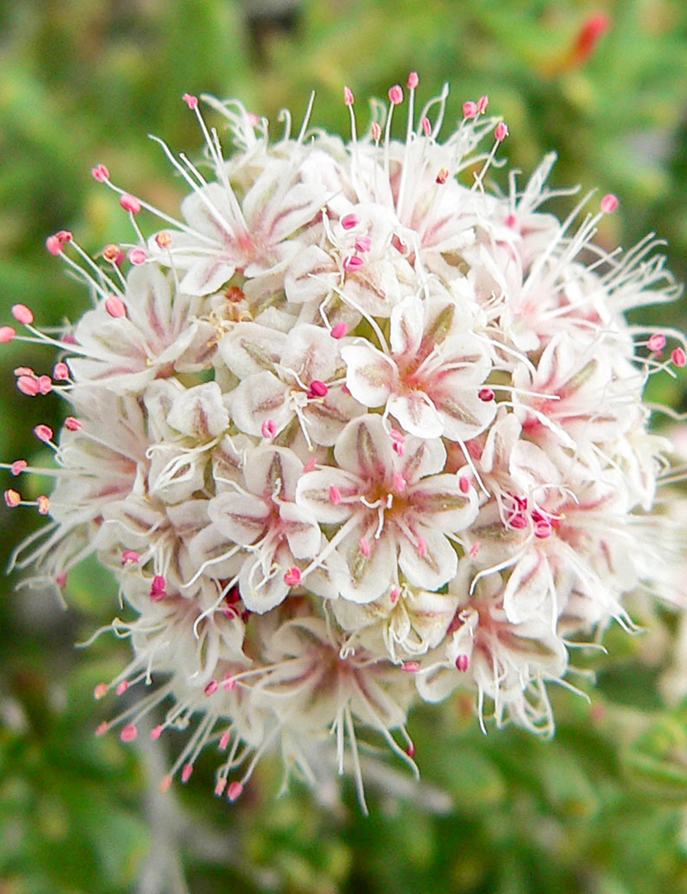 California Buckwheat