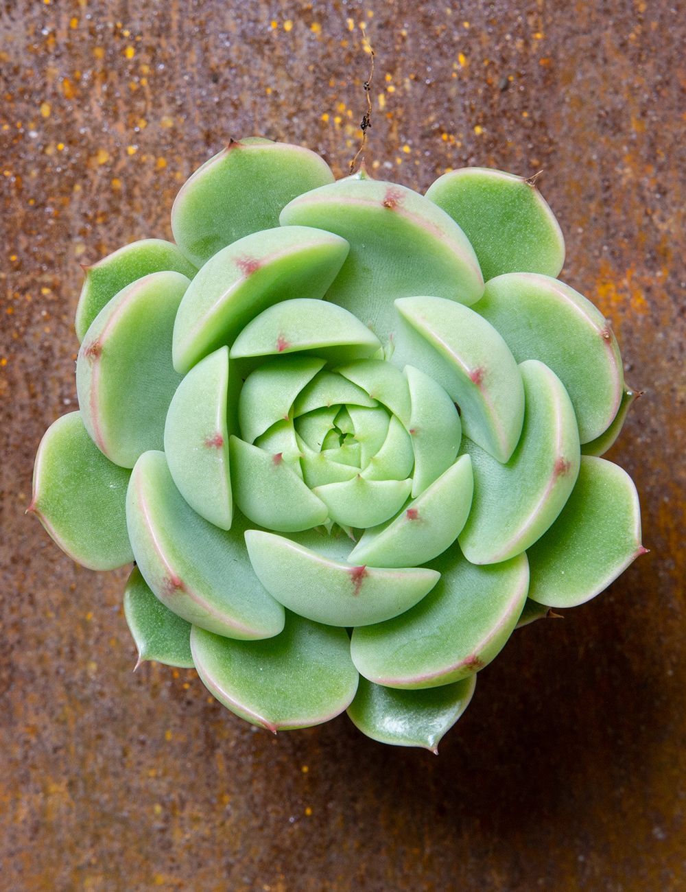 Echeveria 'Ben Badis'