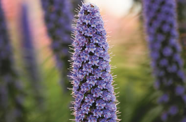 Echium 'Duxfield Blue'
