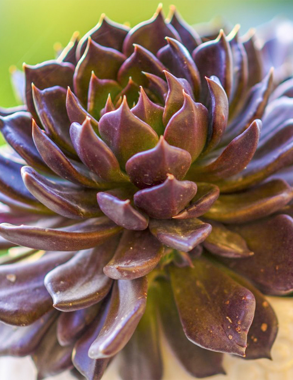 Echeveria 'Black Prince'