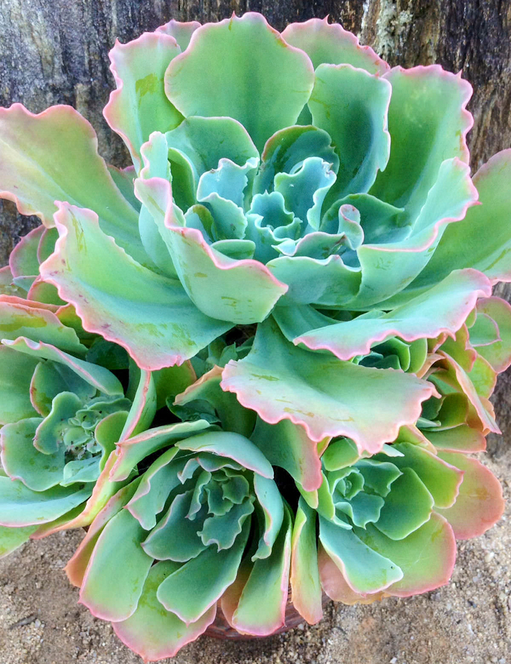 Echeveria Blue Wave