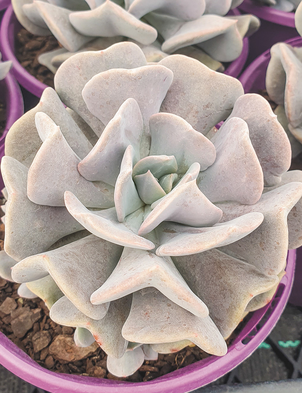 Echeveria 'Cubic Frost'