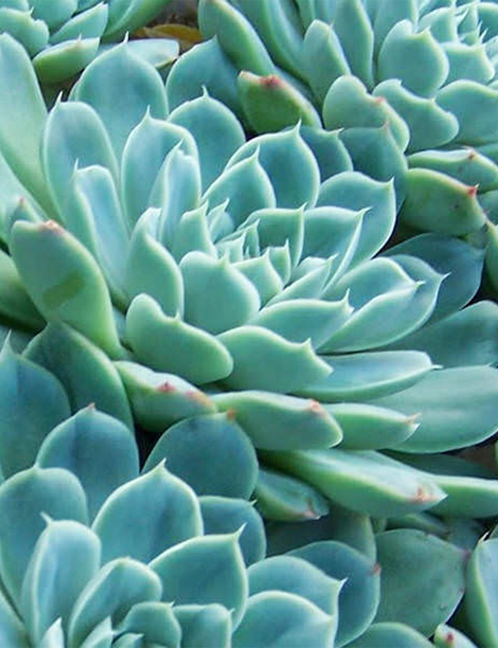 Echeveria Elegans