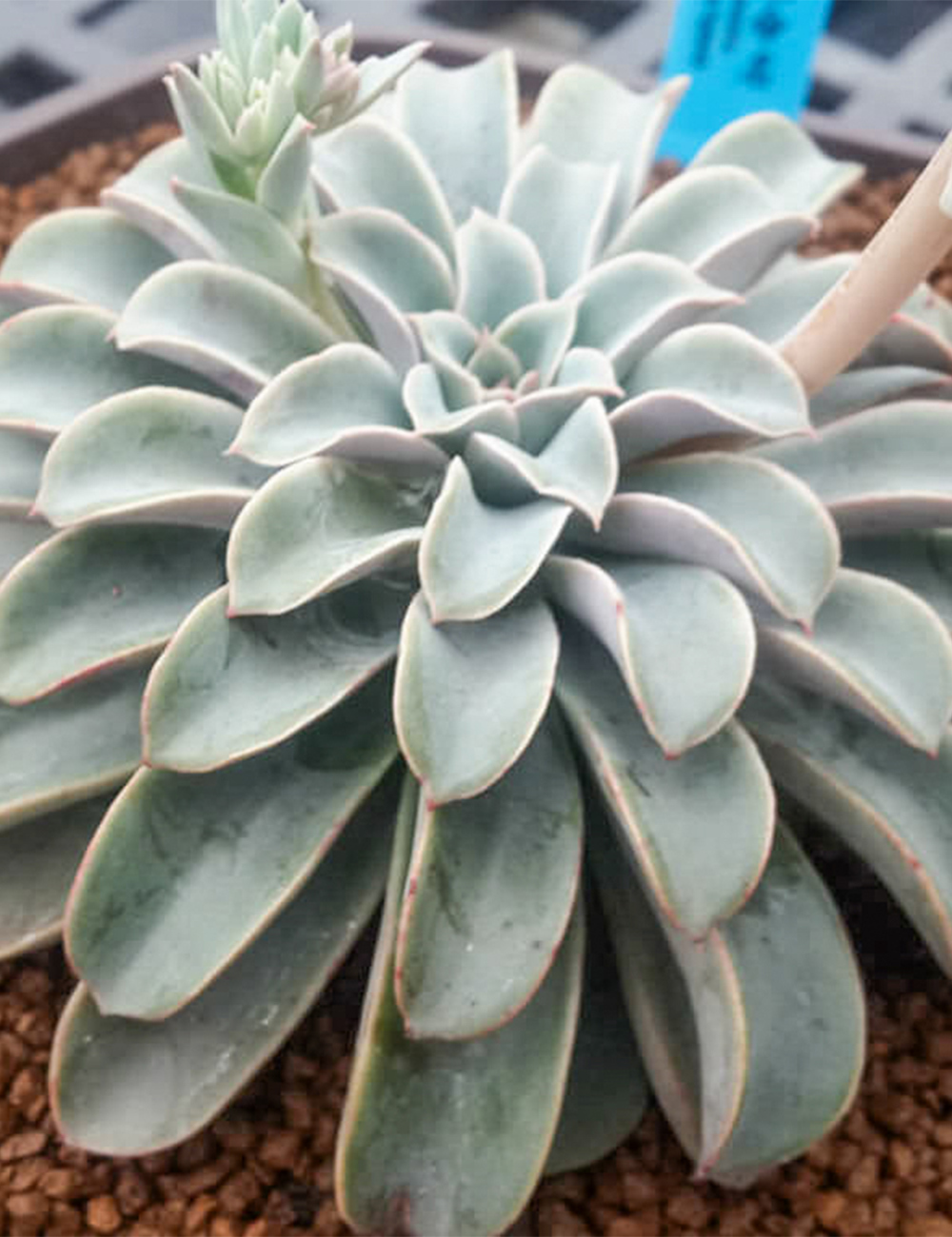 Echeveria 'Fantastic Fountain'