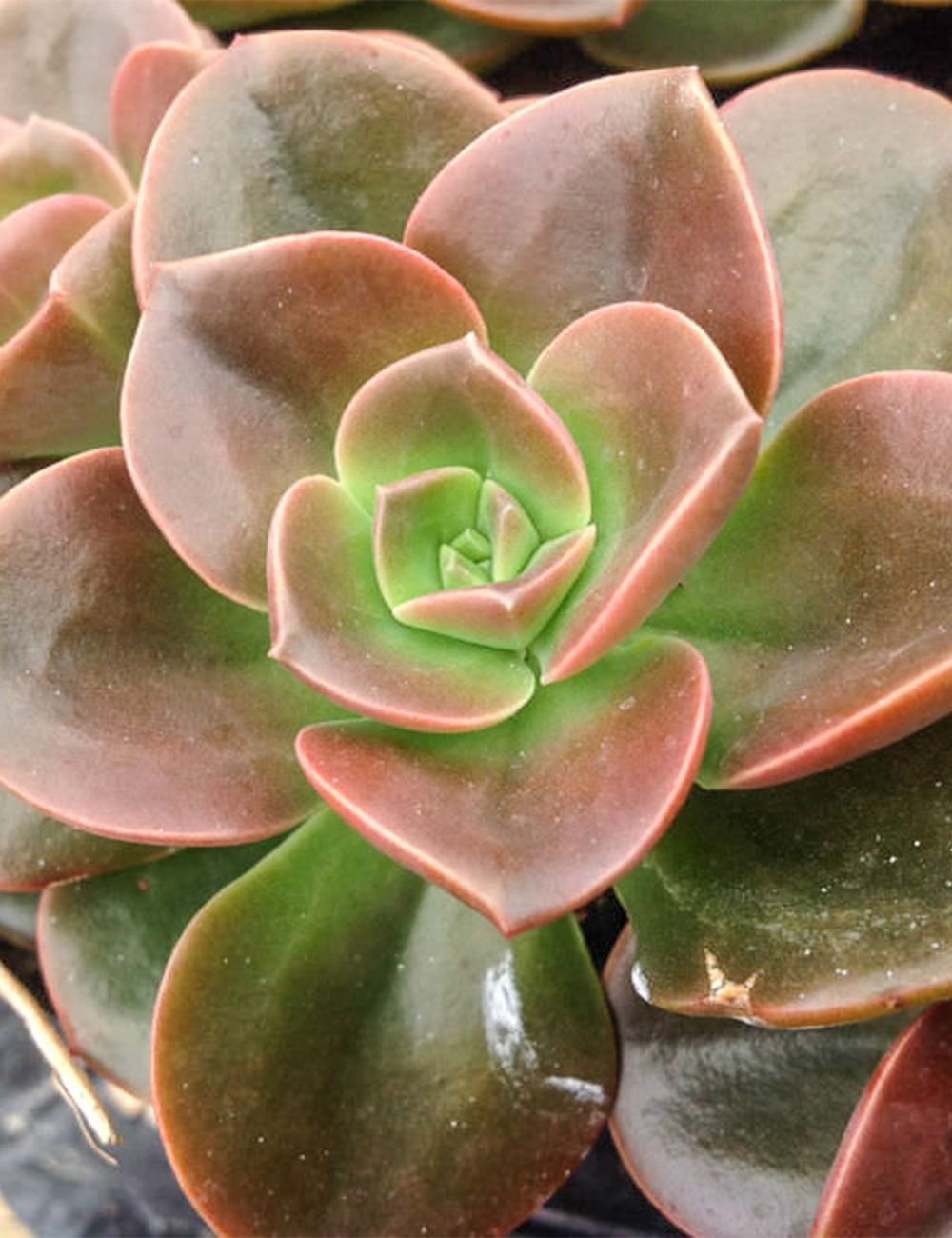 Echeveria 'Melaco'