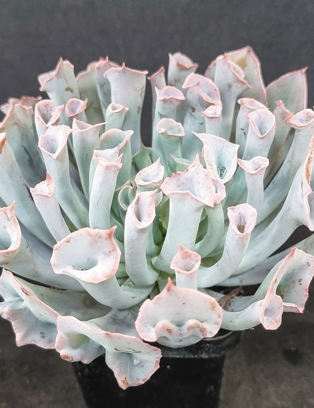 Echeveria 'Pinky Trumpet Blue Form'