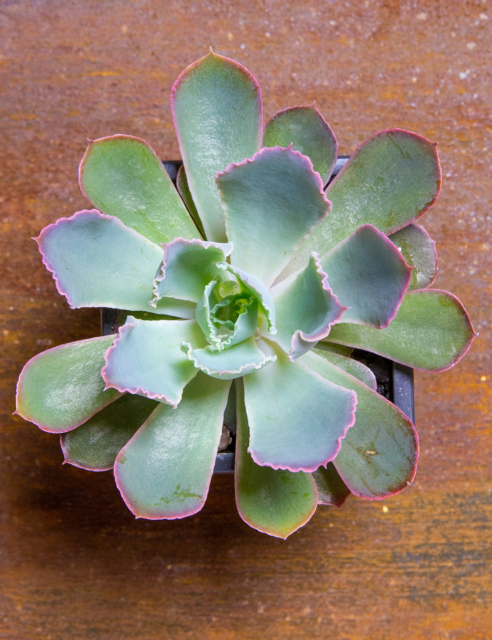 Echeveria 'Pink Frills'