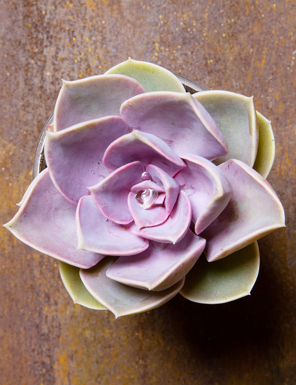 Echeveria 'Perle von Nurnberg'