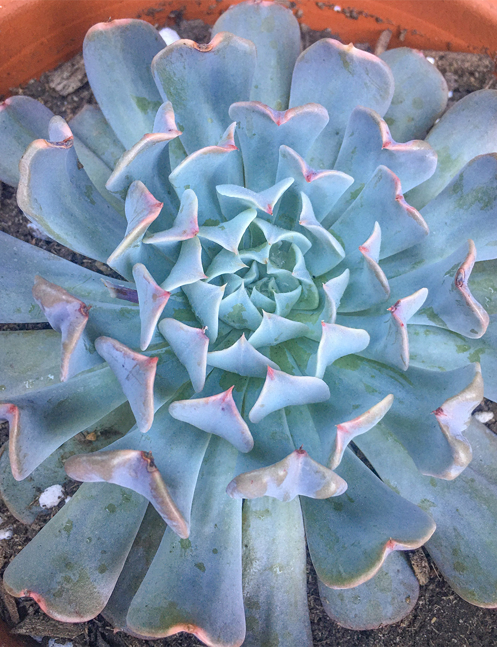 Echeveria 'Pinwheel Revolution'