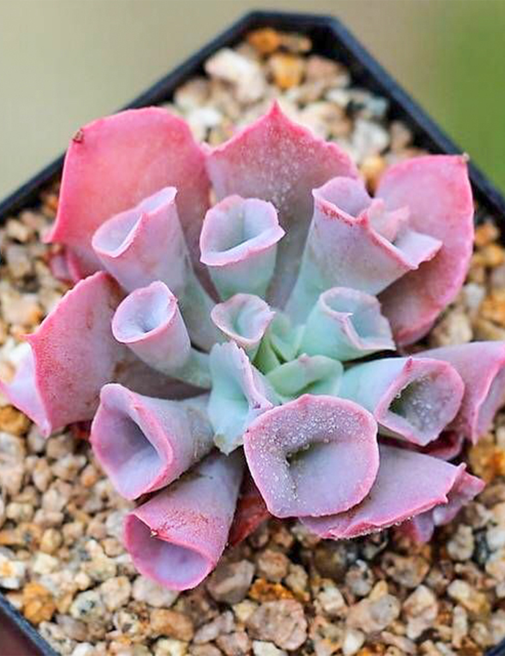 Echeveria 'Trumpet Pinky'