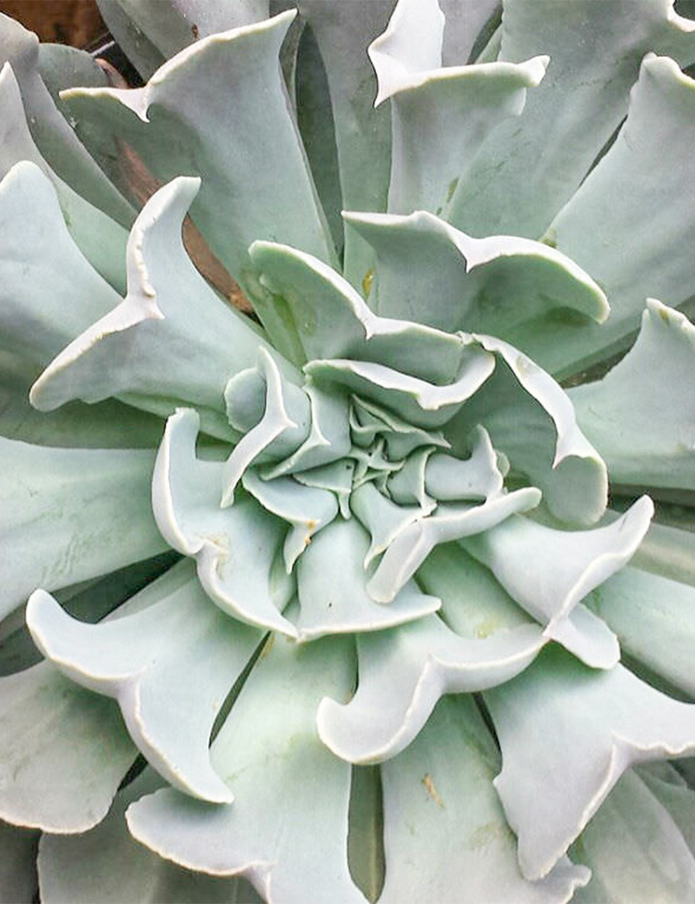 Echeveria 'Swan Lake'