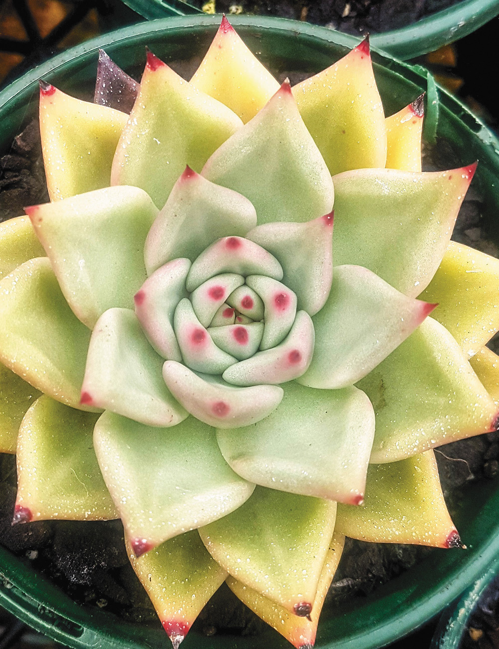 Echeveria 'Sirius'