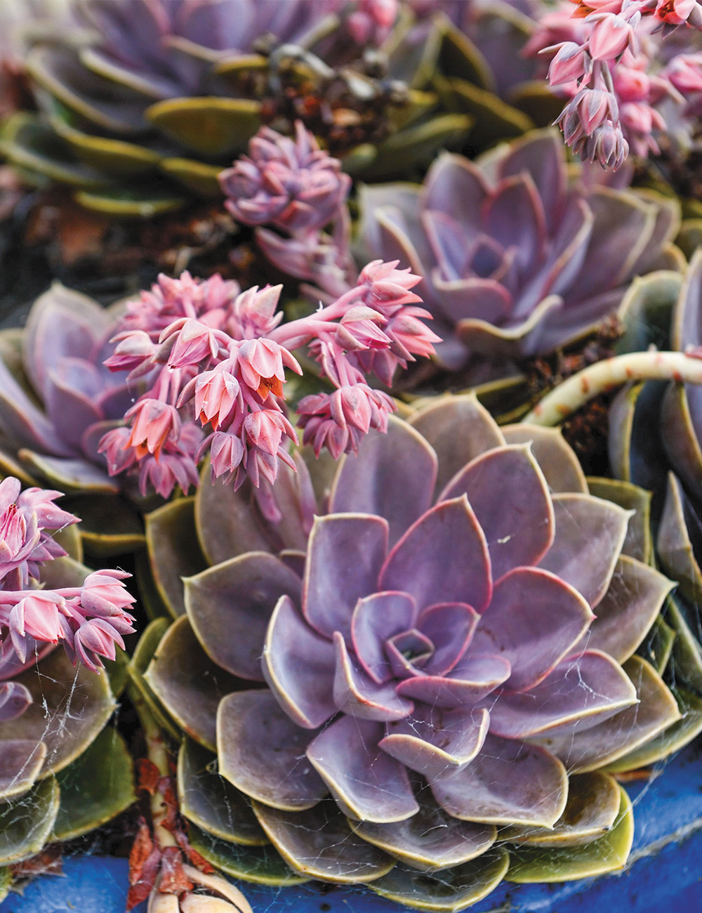 Echeveria 'Taurus'