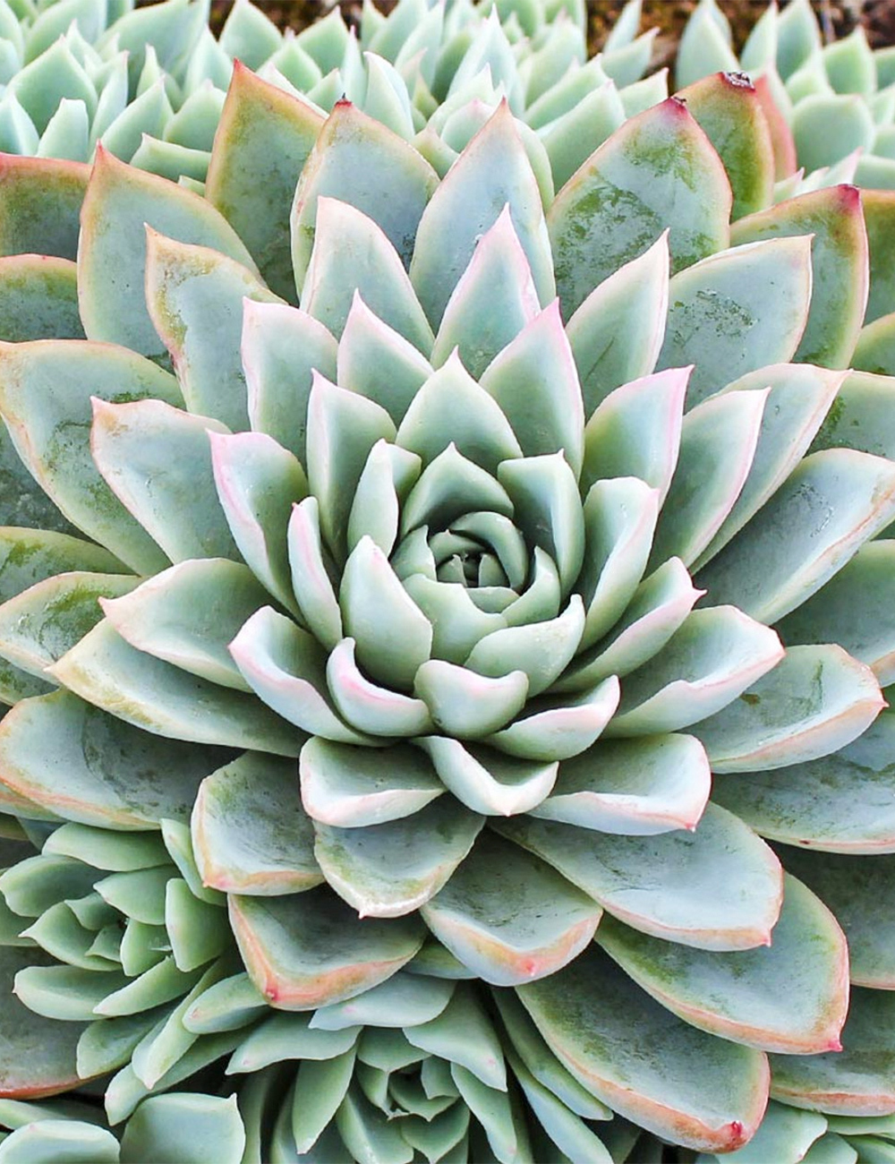 Echeveria 'Violet Queen'