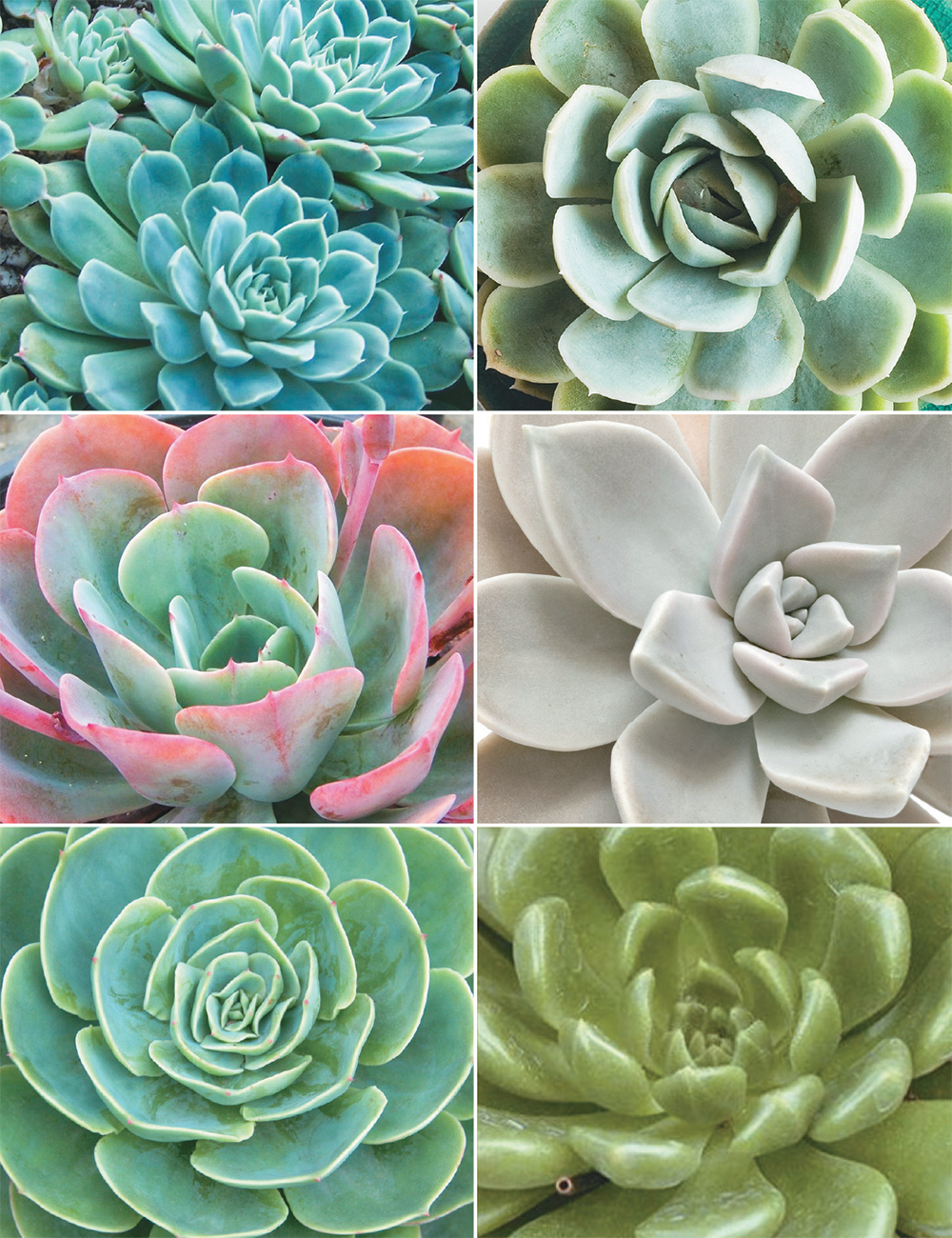 Echeveria Cutting Collection