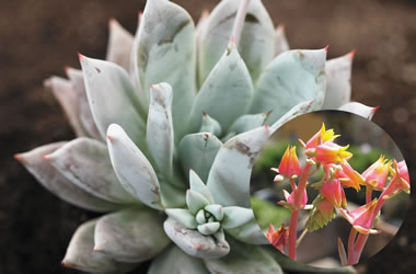 Echeveria 'Mexican Giant' Echeveria