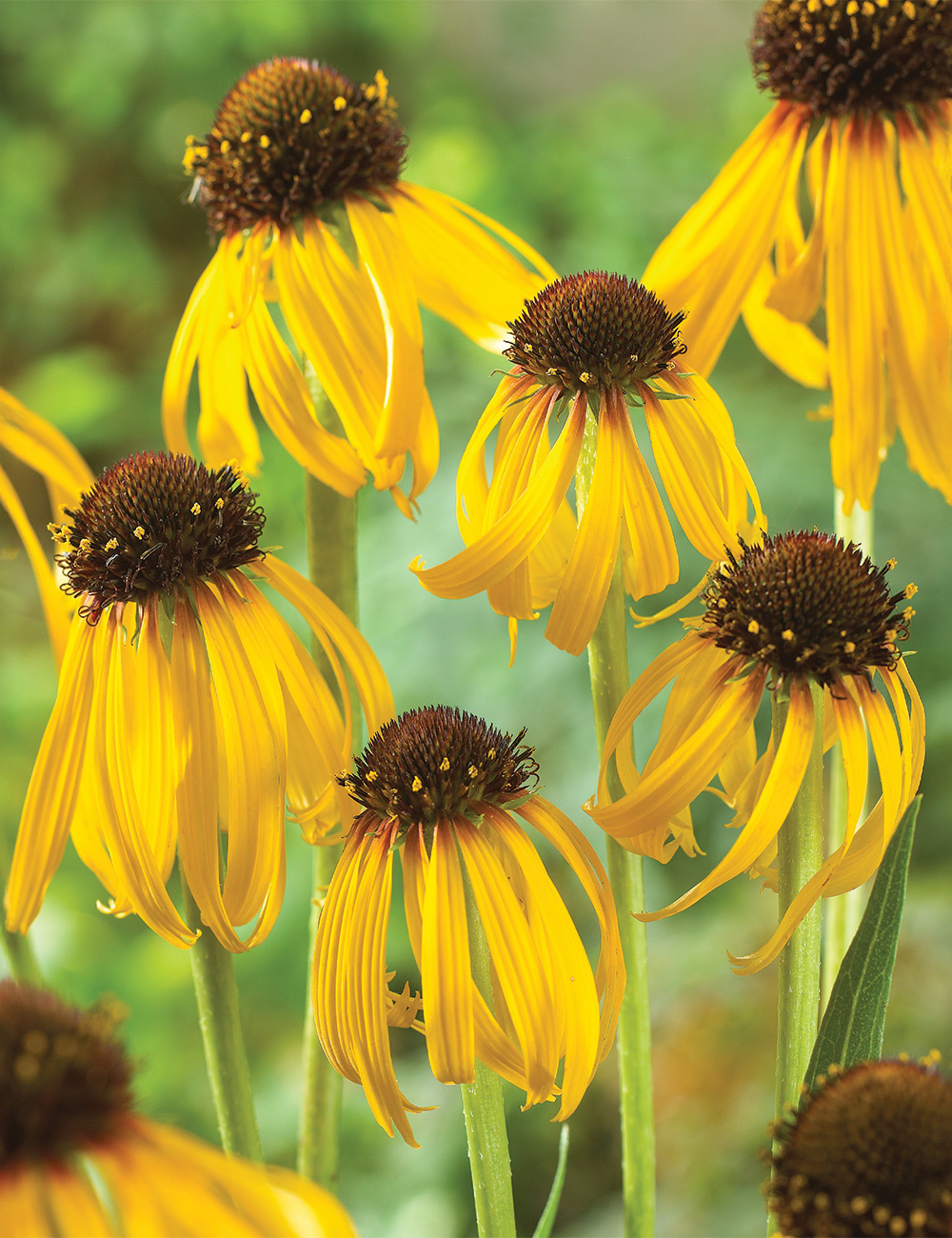 Echinacea 'Paradoxa'