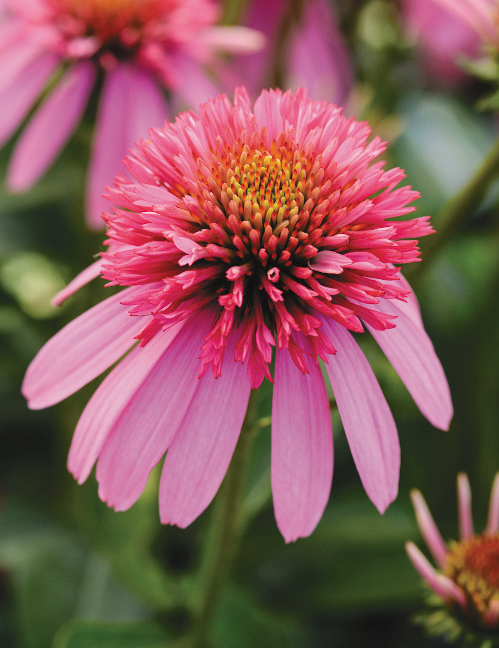 Echinacea Double Scoop Bubblegum