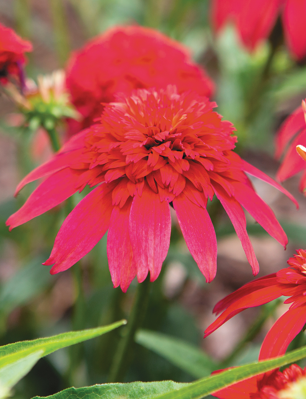 Double Scoop Echinacea 'Cranberry'