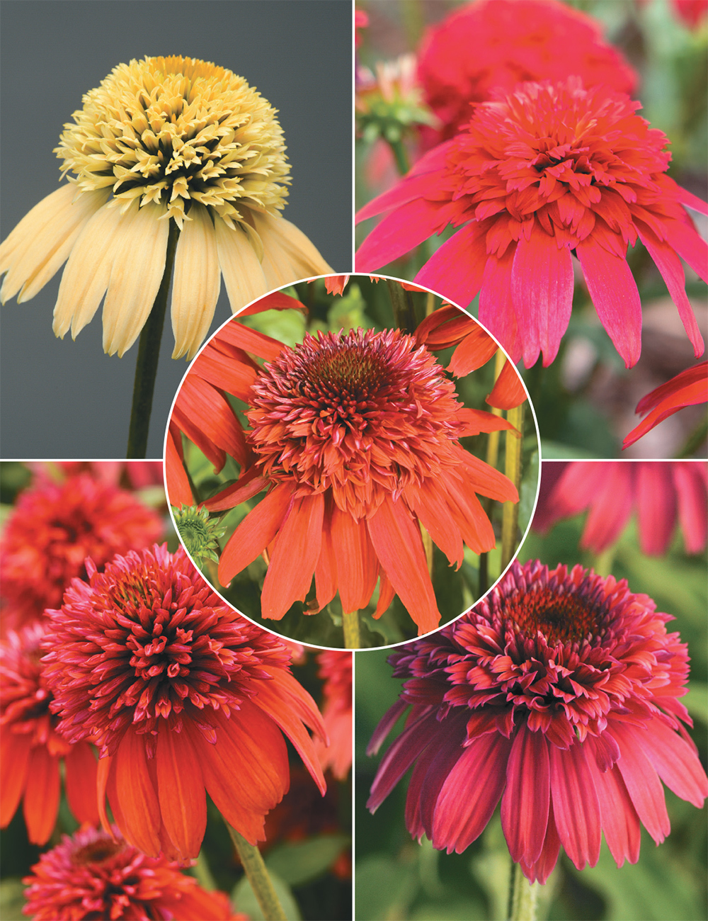 Echinacea Double Scoop Collection
